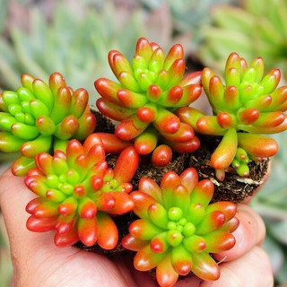 Hạt giống Sen đá Thạch Ngọc, trồng cảnh siêu đẹp bền