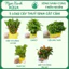 Combo 5 Loại Cây Cắt Cắm Thuỷ Sinh,Không Cần CO₂,Dễ Trồng Cho Người Mới Bắt Đầu