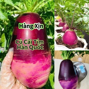 Hạt Giống Củ Cải Tím Khổng Lồ ❤️ Hàn Quốc Loại Xịn💯 Chất Lượng Cao
