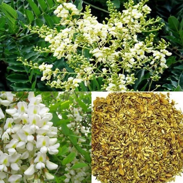#Hoa_hòe 1kg, nụ hoa hòe đã sao thơm, tốt cho tim mạch, ổn định huyết áp, chống xơ vữa động mạch