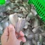 Khô Cá Sặc (Sặc Đồng) - Gói 500g - Cá Đồng Mặn Vừa, Gọn Nhẹ, Ăn Cơm Ngon