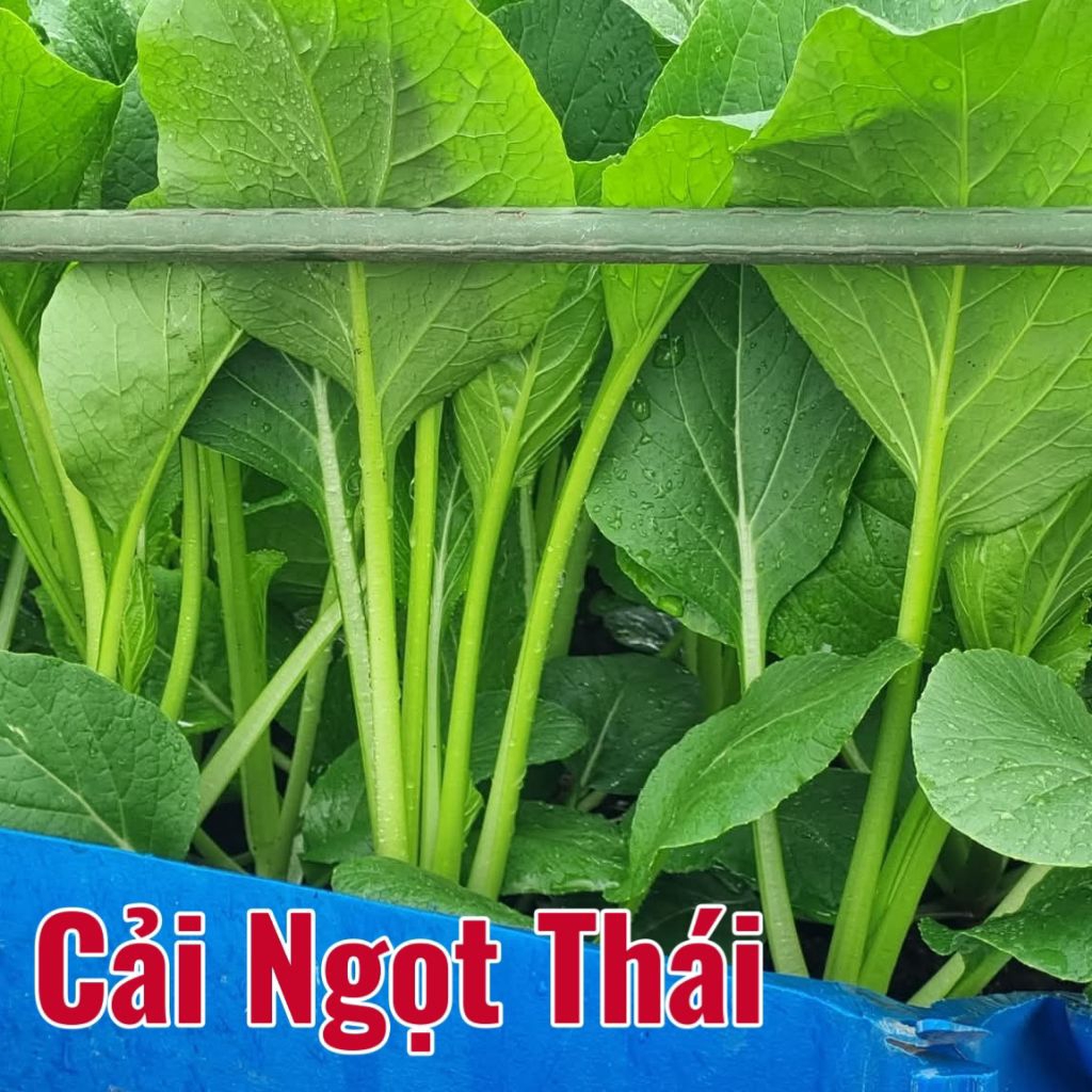 ( mua 2 tặng 1) hạt giống cải ngọt f1 siêu chịu nhiệt 10 gam 😍🧡Freeship ❤️💥chất lượng cao