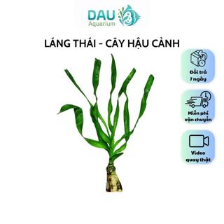 Láng Thái Thuỷ Sinh Siêu Khoẻ - Củ to lá dài cao 30-40cm