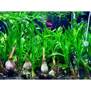 Láng Thái Thuỷ Sinh Siêu Khoẻ - Củ to lá dài cao 30-40cm