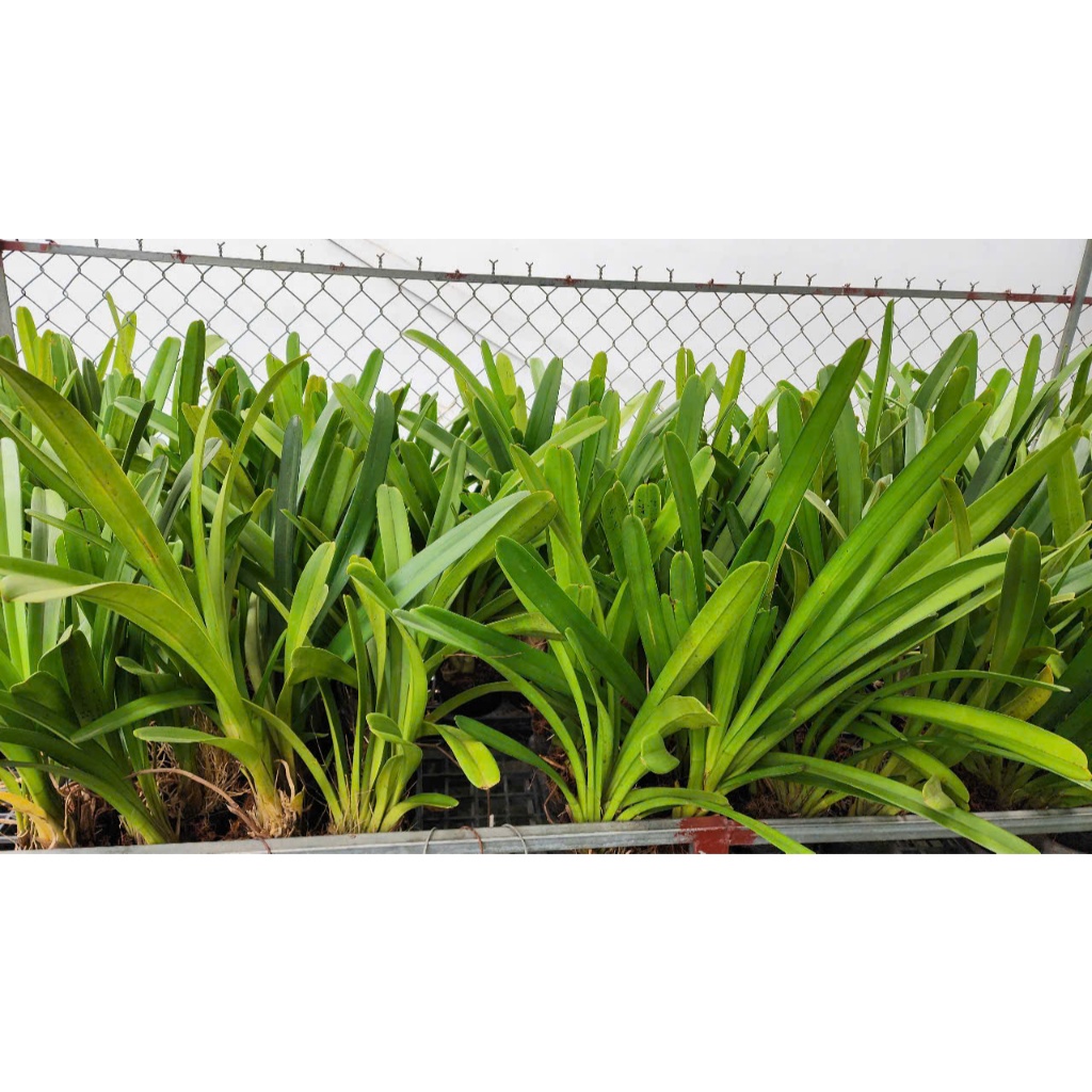 Kiếm Tiên Vũ Tách Thân Thuần Vườn dòng Siêu Hoa