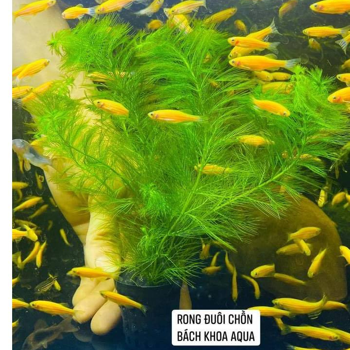 Rong đuôi chồn – cây thủy sinh dễ trồng, phát triển nhanh, trang trí ...