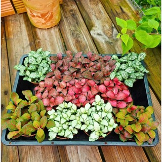 FITTONIA/LÁ MAY MẮN/CẨM NHUNG size 7-8cm KHỎE ĐẸP ĐỦ MÀU CÓ SẴN TẠI VƯỜN LỖI 1 ĐỀN 1