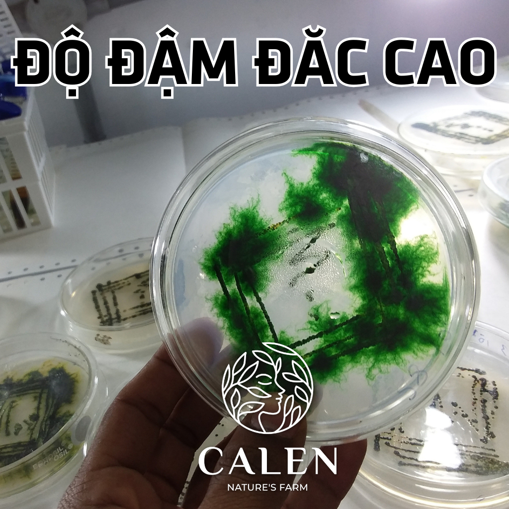 Mặt nạ bột tảo xoắn Spirulina hữu cơ nguyên chất không pha trộn gói trải nghiệm dùng thử 1 lần cao cấp Calen Nature Farm
