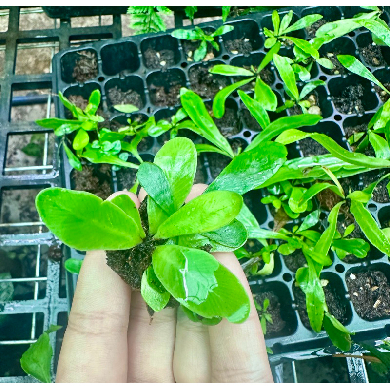 Ổ phụng mini setup terrarium