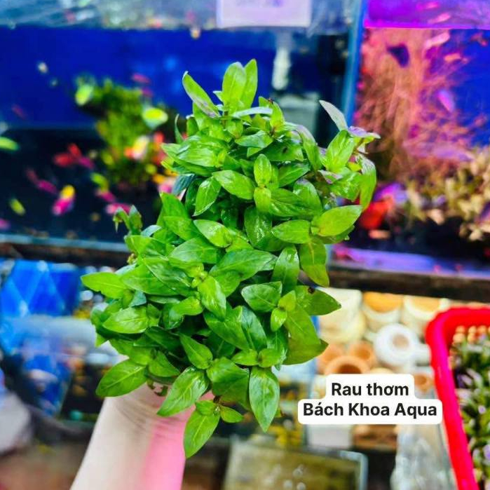 Cây Rau Thơm thủy sinh – cây dễ trồng, lá xanh đẹp, trang trí tiền cảnh ...