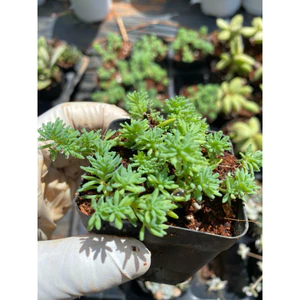 Sen đá sedum cơm xanh size bầu LINHDAN GARDEN. Lỗi 1 đổi 1!