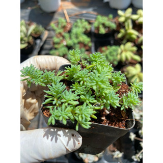 Sen đá sedum cơm xanh size bầu LINHDAN GARDEN. Lỗi 1 đổi 1!