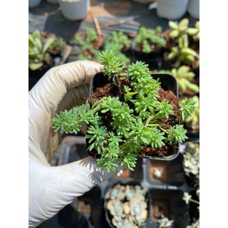 Sen đá sedum cơm xanh size bầu LINHDAN GARDEN. Lỗi 1 đổi 1!