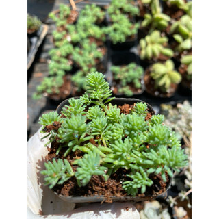 Sen đá sedum cơm xanh size bầu LINHDAN GARDEN. Lỗi 1 đổi 1!