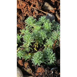 Sen đá sedum cơm xanh size bầu LINHDAN GARDEN. Lỗi 1 đổi 1!