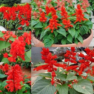 Hạt Giống Hoa Xác Pháo Đỏ - Nảy Mầm Cao, Hoa Rực Rỡ Quanh Năm