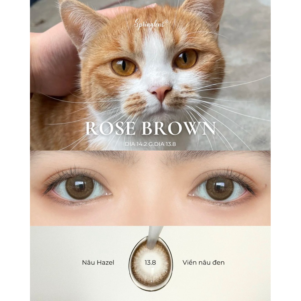 Kính áp tròng nâu ROSE BROWN nâu hazel cam ngọt viền nhẹ có giãn 1 tháng | Spring Lens