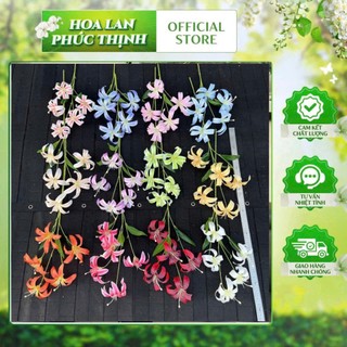 combo 5 cành ly cánh phượng (5 bông)