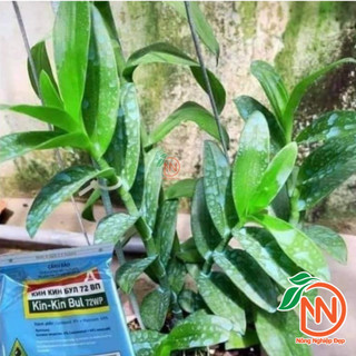 Kin Kin Bul 72WP Gói 100gr - Rỉ Sắt, Thán Thư, Đốm Vàng, Đốm Nâu