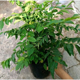 Chậu rau Bồ Ngót xanh tốt