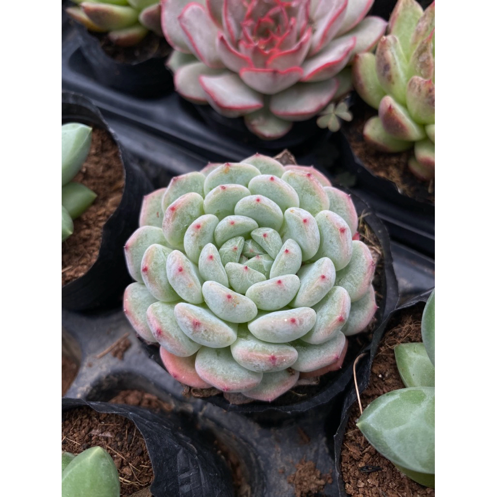 Sen đá tiểu tuyết LINHDAN GARDEN. Size bầu 5cm, lỗi 1 đổi 1!
