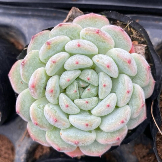 Sen đá tiểu tuyết LINHDAN GARDEN. Size bầu 5cm, lỗi 1 đổi 1!