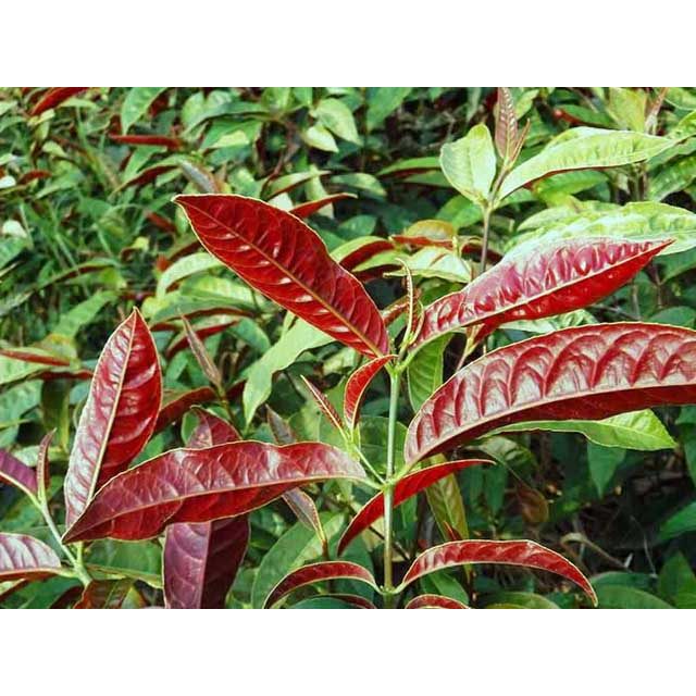 Lá đơn đỏ sấy khô thượng hạng JINDO - hỗ trợ giảm các vấn đề ngoài da mẩn ngứa, mụn nhọt, mề đay