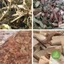 Liệu Trình thảo dược tốt cho thận (cây mực, cây muối, cây nổ, cây quýt gai) JINDO