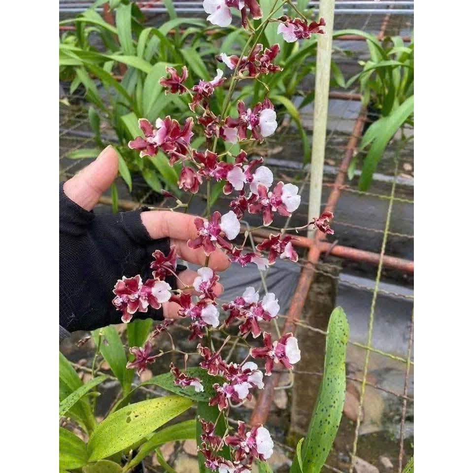 Cây lan vũ nữ Giống hoa thơm ( cam lửa, socola baby, ngọc nữ, vàng chanh,...)