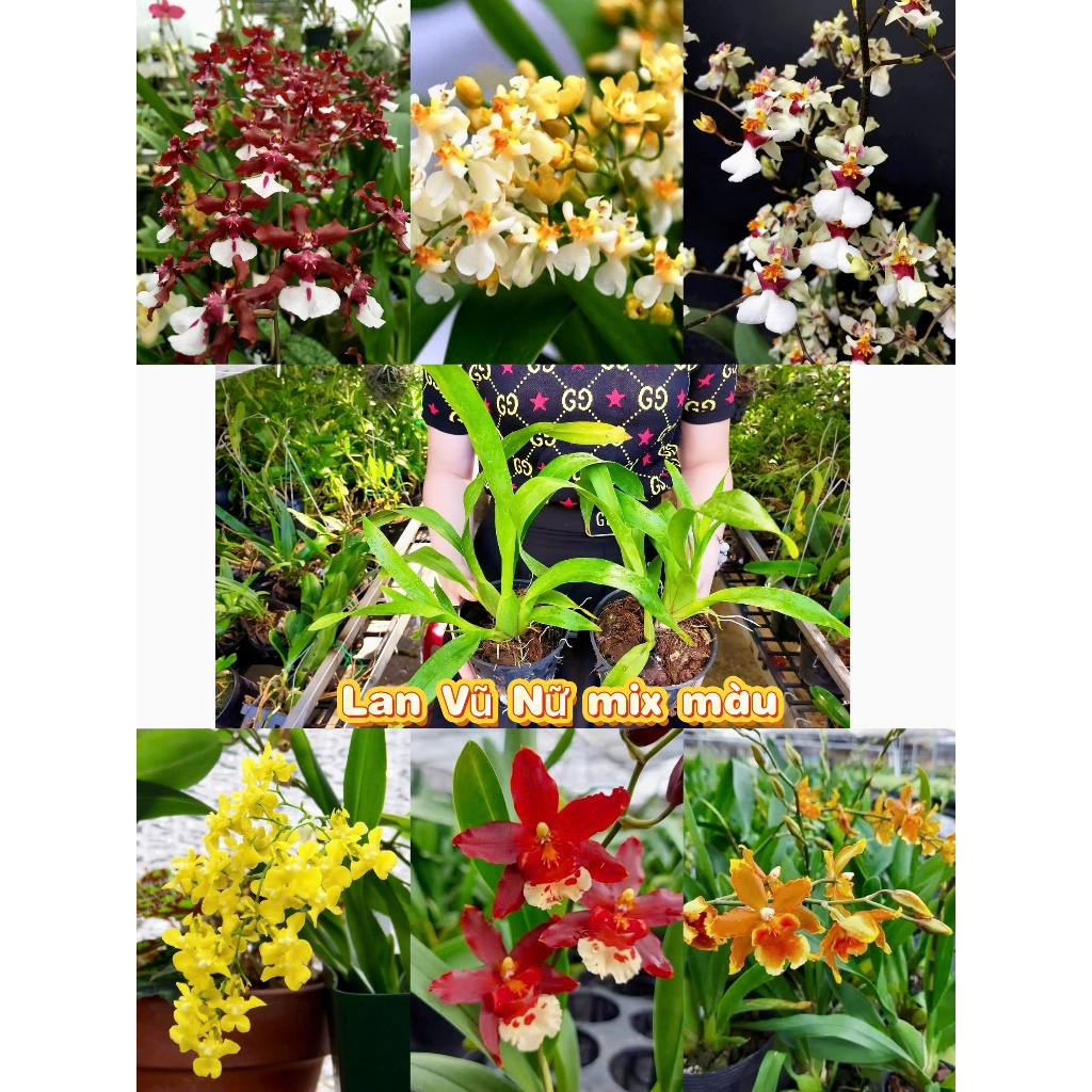 Cây lan vũ nữ Giống hoa thơm ( cam lửa, socola baby, ngọc nữ, vàng chanh,...)
