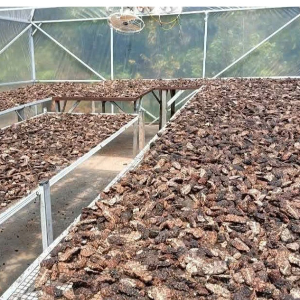 Trái Nhàu Khô - giúp thanh lọc cơ thể, giảm đau nhức, ngủ ngon -  túi 1kg