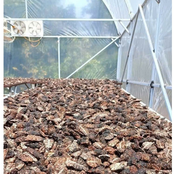 Trái Nhàu Khô - giúp thanh lọc cơ thể, giảm đau nhức, ngủ ngon -  túi 1kg