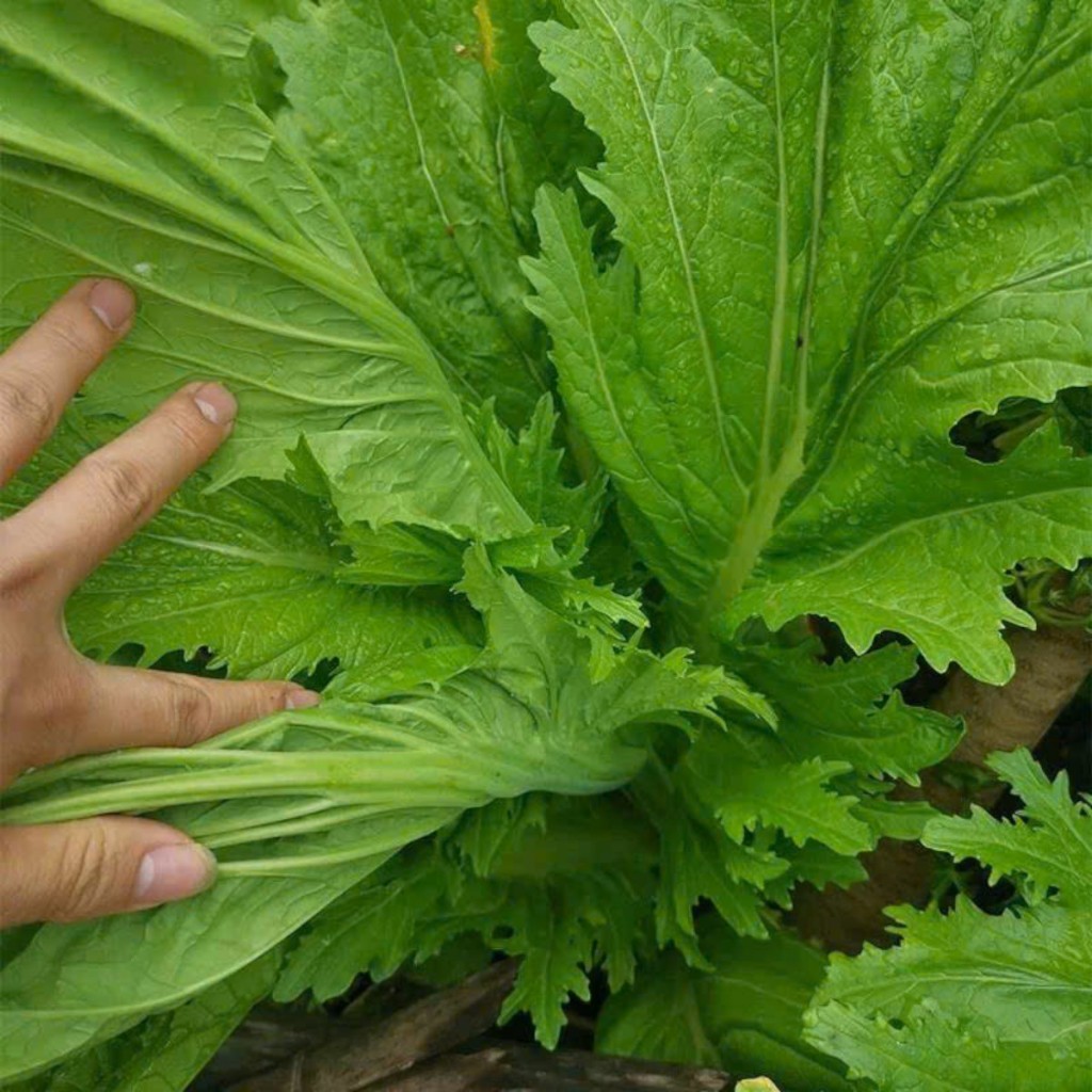 Hạt Giống Cải Mèo Hà Giang – Rau Đặc Sản Vùng Cao, Lá Giòn Ngọt, Ăn Sống hoặc Nấu Chín Đều Ngon
