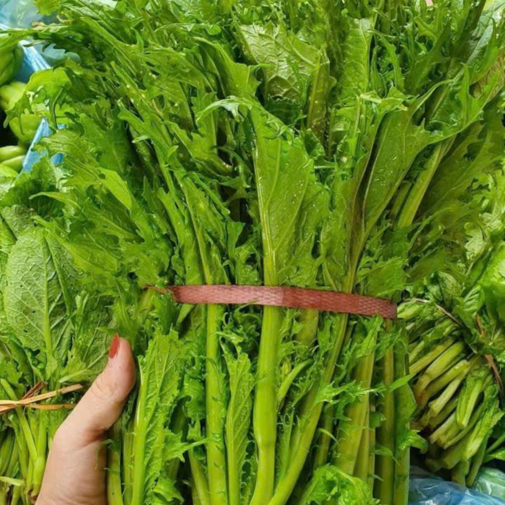Hạt Giống Cải Mèo Hà Giang – Rau Đặc Sản Vùng Cao, Lá Giòn Ngọt, Ăn Sống hoặc Nấu Chín Đều Ngon