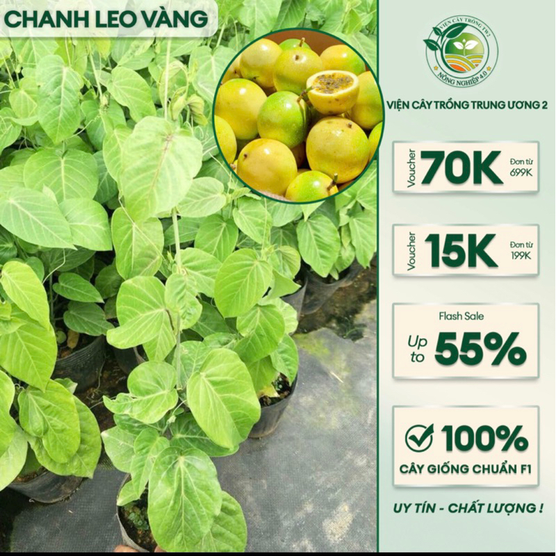 Cây giống chanh leo Vàng (ảnh thật )-chanh leo tím chuẩn F1 | Shopee ...