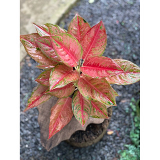 Chậu đen mềm Aglaonema Hybrid - Aglaonema Emerald Pink - Phú Quý Hồng (Sao Sáng Hồng) - Phong Thuỷ- Vườn Như Ngọc