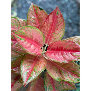 Chậu đen mềm Aglaonema Hybrid - Aglaonema Emerald Pink - Phú Quý Hồng (Sao Sáng Hồng) - Phong Thuỷ- Vườn Như Ngọc