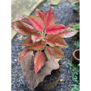 Chậu đen mềm Aglaonema Hybrid - Aglaonema Emerald Pink - Phú Quý Hồng (Sao Sáng Hồng) - Phong Thuỷ- Vườn Như Ngọc