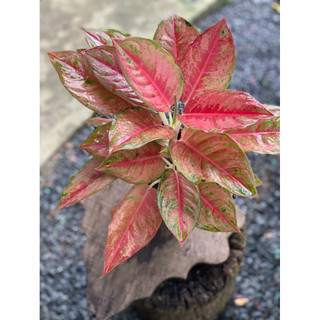 Chậu đen mềm Aglaonema Hybrid - Aglaonema Emerald Pink - Phú Quý Hồng (Sao Sáng Hồng) - Phong Thuỷ- Vườn Như Ngọc