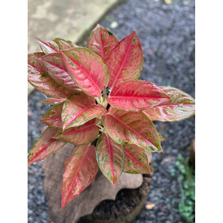 Chậu đen mềm Aglaonema Hybrid - Aglaonema Emerald Pink - Phú Quý Hồng (Sao Sáng Hồng) - Phong Thuỷ- Vườn Như Ngọc