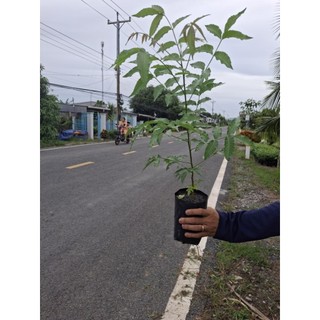 cây sầu đâu đẹp ăn lá ( loại ăn lá được ) yên tâm ( trộn  gỏi khô)