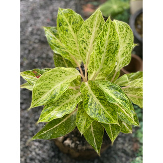 Chậu mềm Ngọc Ngà - Phú Quý Vàng - Aglaonema Hybrid - Trang trí văn phòng, nhà cửa, sân vườn - Vườn Như Ngọc