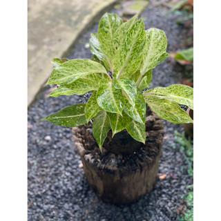 Chậu mềm Ngọc Ngà - Phú Quý Vàng - Aglaonema Hybrid - Trang trí văn phòng, nhà cửa, sân vườn - Vườn Như Ngọc