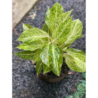 Chậu mềm Ngọc Ngà - Phú Quý Vàng - Aglaonema Hybrid - Trang trí văn phòng, nhà cửa, sân vườn - Vườn Như Ngọc