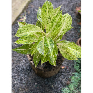 Chậu mềm Ngọc Ngà - Phú Quý Vàng - Aglaonema Hybrid - Trang trí văn phòng, nhà cửa, sân vườn - Vườn Như Ngọc