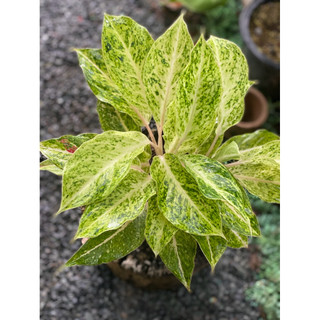 Chậu mềm Ngọc Ngà - Phú Quý Vàng - Aglaonema Hybrid - Trang trí văn phòng, nhà cửa, sân vườn - Vườn Như Ngọc