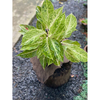 Chậu mềm Ngọc Ngà - Phú Quý Vàng - Aglaonema Hybrid - Trang trí văn phòng, nhà cửa, sân vườn - Vườn Như Ngọc