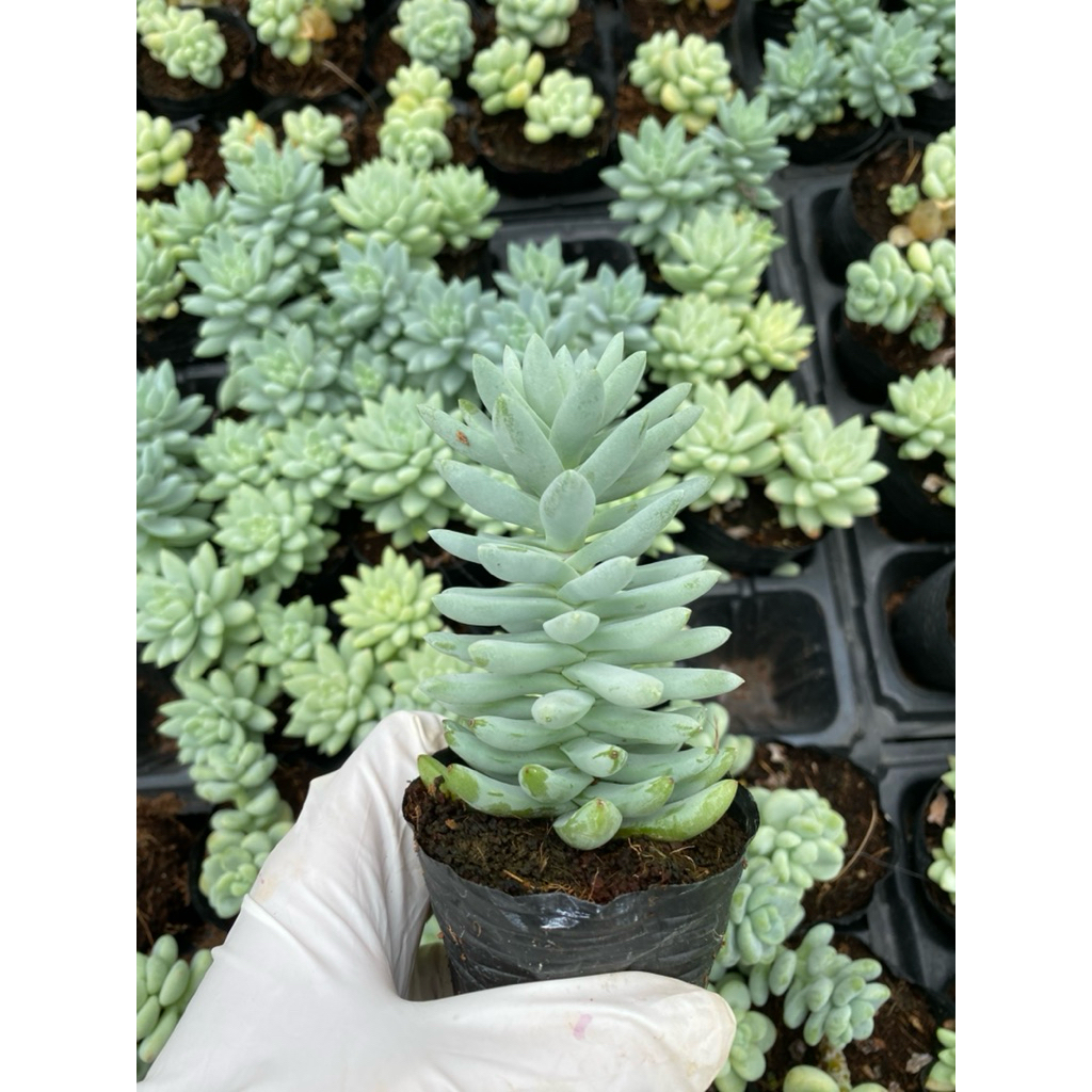 sen đá chuỗi ngọc lam LINHDAN GARDEN. Size bầu 5cm lỗi 1 đổi 1!