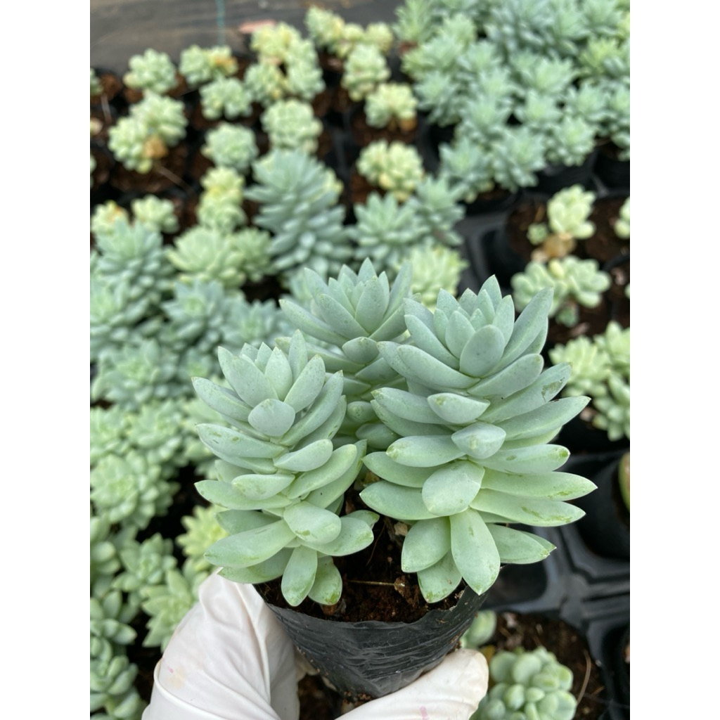 sen đá chuỗi ngọc lam LINHDAN GARDEN. Size bầu 5cm lỗi 1 đổi 1!