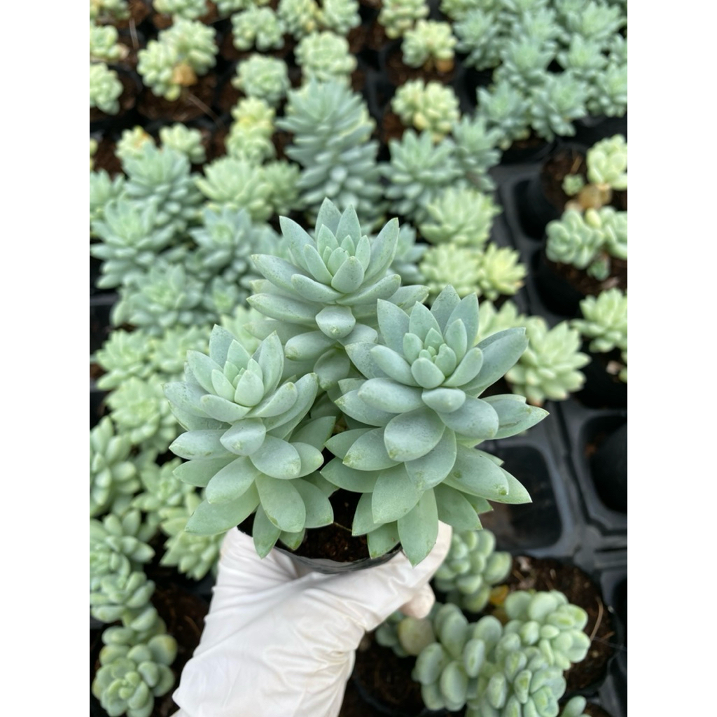 sen đá chuỗi ngọc lam LINHDAN GARDEN. Size bầu 5cm lỗi 1 đổi 1!